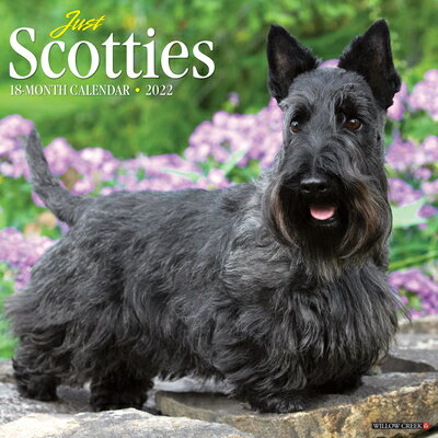 Just Scotties 2022 Wall Calendar (Dog Breed) JUST SCOTTIES 2022 WALL CAL [ Willow Creek Press ]