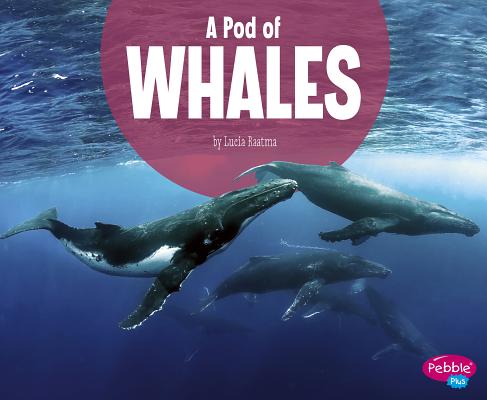A Pod of Whales POD OF WHALES （Animal Groups） 