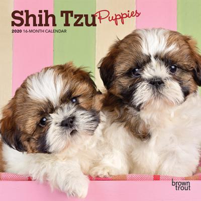 Shih Tzu Puppies 2020 Mini 7x7 CAL-SHIH TZU PUPPIES 2020 MINI [ Inc Browntrout Publishers ]