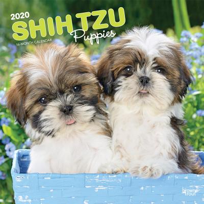 Shih Tzu Puppies 2020 Square CAL-SHIH TZU PUPPIES 2020 SQUA [ Inc Browntrout Publishers ]