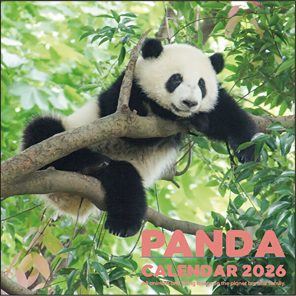 2026 パンダLPサイズ壁掛けカレンダー