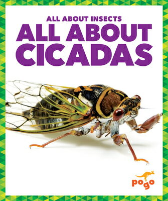All about Cicadas ALL ABT CICADAS （All about Insects） [ Golriz Golkar ]