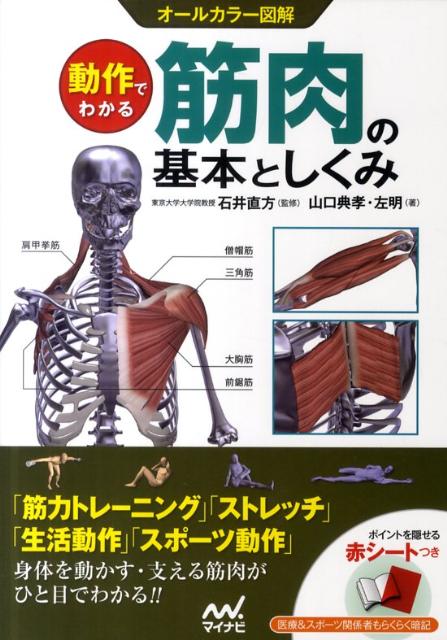 動作でわかる筋肉の基本としくみ オールカラー図解 [ 山口典孝 ]