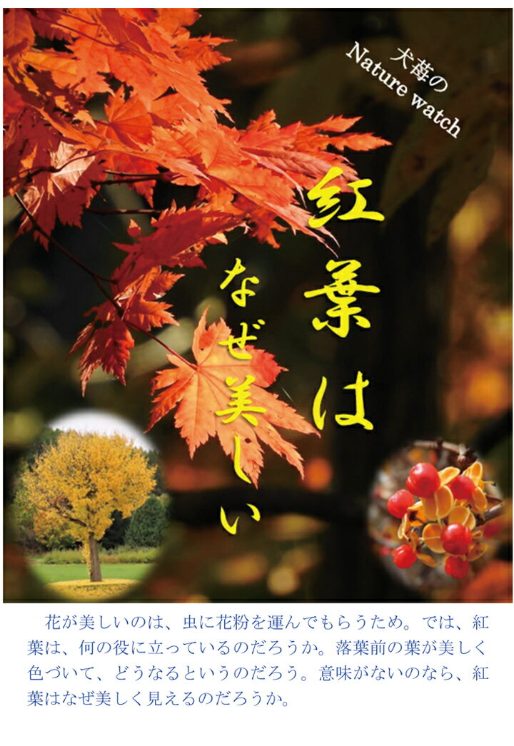 【POD】紅葉はなぜ美しい