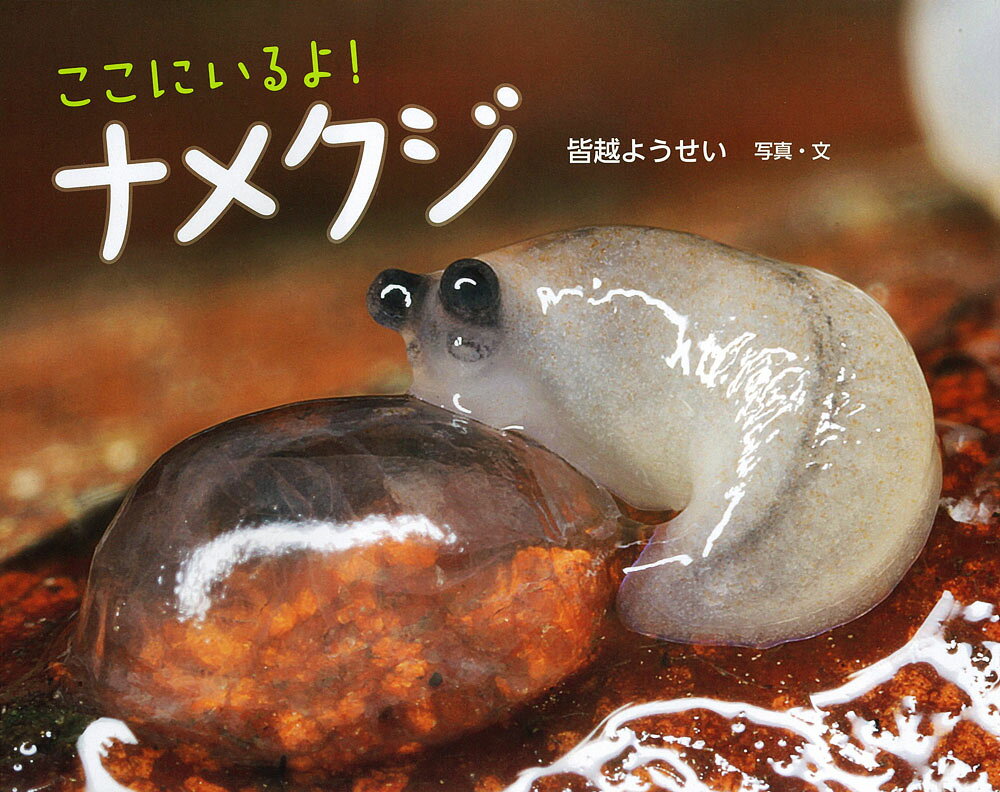 ここにいるよ！　ナメクジ