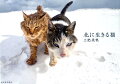 雪深い北の大地で猫たちの生の瞬間をとらえた、初の写真集。