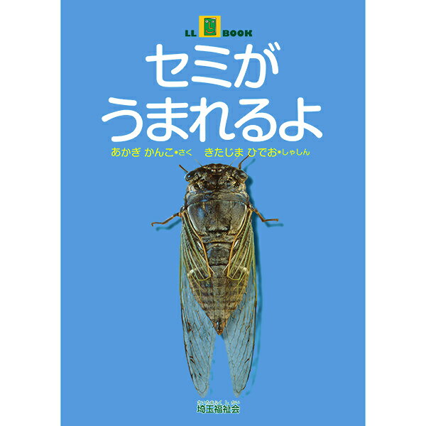 (2016-0502) 埼玉福祉会 SAIFUKU 「セミがうまれるよ」 ／やさしくよめる本-LLブック 知的障害 発達障害 特別支援学級 日本語 絵本 図書室 障害者差別解消法 バリアフリー LLブック llbookのサムネイル