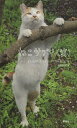 ねこサプリ〈笑〉 人によく効くNEKO-PHOTO202/LOVECAT37【1000円以上送料無料】