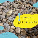 こんなところにいたの? じっくり探すと見えてくる動物たちのカモフラージュ／林良博／ネイチャー＆サイエンス【1000円以上送料無料】