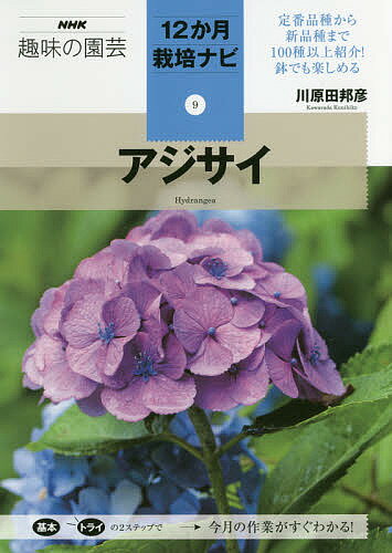 アジサイ／川原田邦彦【1000円以上送料無料】