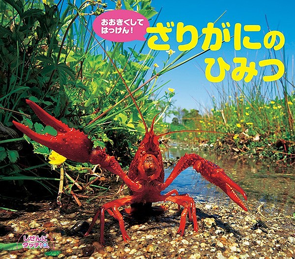 Other - 【送料無料】おおきくしてはっけん!ざりがにのひみつ／子供／絵本