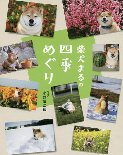 柴犬まるの四季めぐり／小野慎二郎【1000円以上送料無料】