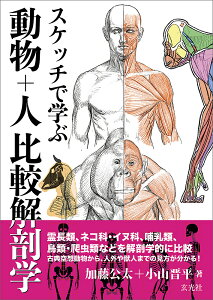スケッチで学ぶ動物+人比較解剖学/加藤公太/小山晋平【1000円以上送料無料】