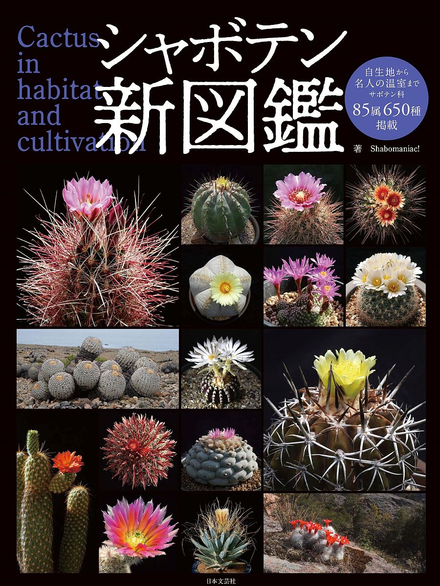 V{eV} Cactus in habitat and cultivation^ShabomaniacIy1000~ȏ㑗z