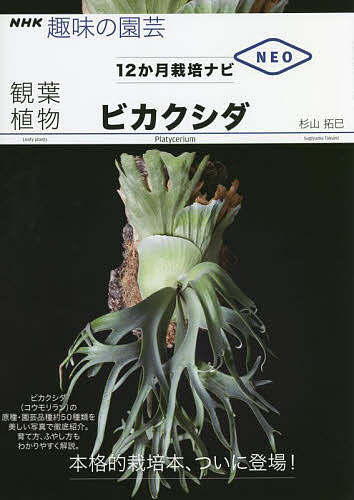 観葉植物ビカクシダ／杉山拓巳【1000円以上送料無料】