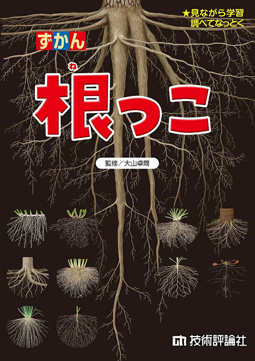 著者大山卓爾(監修)出版社技術評論社発売日2023年10月ISBN9784297136536ページ数128Pキーワードプレゼント ギフト 誕生日 子供 クリスマス 子ども こども ずかんねつこみながらがくしゆうしらべてなつとく ズカンネツコミナガラガクシユウシラベテナツトク おおやま たくじ オオヤマ タクジ9784297136536内容紹介「植物の根っこ」に焦点をあてた、とても珍しい図鑑です。毎日見かける木や草。葉や枝が繁ってとってもキレイです。その木や草の下、地面の中って気になりませんか？根っこって、地面の中でどんな形をしているのでしょう？実は、根っこの形、それはそれは千差万別。思った以上に意外な形をしています。とくに樹木は、その重さの約30％が地面の中。けっこうな部分が「根っこ」として埋まっているんですね。そんな地中の世界にフォーカスを当てるのが『ずかん 根っこ』。研究が難しいためにネットでもほとんど情報がない植物の根っこ。そんな根っこたちが繰り広げるディープな世界をお届けします。本書を見ると、木や草に対する印象ががらりと変わりますよ。※本データはこの商品が発売された時点の情報です。目次1章 根っこってなんだ？（植物の進化と根っこの関係/根っこのはたらき/根っこの生長としくみ その1/根っこの生長としくみ その2/根っこの生態と土壌/根っこの広がり/根っこと菌の共生/根っこの種類/根っこの観察/樹の根を掘って見てみよう/土のなかの様子を見てみよう）/2章 地中の根っこ（主根＋側根ってなに？/ひげ根ってなに？/貯蔵根ってなに？/牽引根ってなに？）/3章 地上の根っこ（地上に現れた根/板根/呼吸根/支柱根/付着根/給水根/保護根/同化根/根針/水中根/寄生根/垂下気根）/全国の根っこスポット