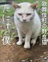 歌舞伎町の野良猫『たにゃ』と僕／たにゃパパ【1000円以上送料無料】