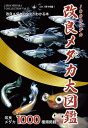 改良メダカ大図鑑 100年メダカ Vol.21(2024)/めだかの館/大場幸雄【1000円以上送料無料】