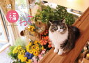 〔予約〕岩合光昭 福ねこカレンダー2026/岩合光昭【1000円以上送料無料】