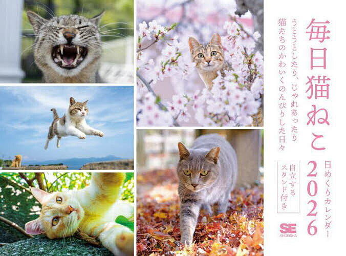 楽天市場】日めくり カレンダー にゃんこの通販