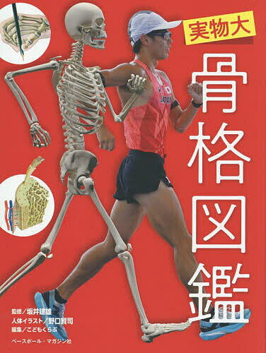 圖鑑, 知識 - 【送料無料】実物大骨格図鑑／坂井建雄／野口賢司人体イラストこどもくらぶ