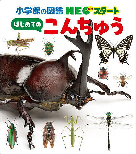 ※商品画像はイメージや仮デザインが含まれている場合があります。帯の有無など実際と異なる場合があります。著者丸山宗利(監修) 丸山宗利(ほか写真) 長島聖大(ほか写真)出版社小学館発売日2026年07月ISBN9784092174641ページ数79Pキーワードはじめてのこんちゆうしようがくかんのずかんねお ハジメテノコンチユウシヨウガクカンノズカンネオ まるやま むねとし ながしま マルヤマ ムネトシ ナガシマ9784092174641内容紹介漢字は一切なし！かんたんで読みやすい入門図鑑。約130種類の「こんちゅう」が登場します！2歳からの図鑑！※本データはこの商品が発売された時点の情報です。目次このほんのたのしみかた/こんちゅうのせかいへようこそ/こんちゅうはどこにいる？/はやしのこんちゅう/こうえん・はらっぱのこんちゅう/みずべのこんちゅう/かいがいのこんちゅう/こんちゅういがいのむし