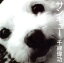 【中古】 サンキュー/千綿偉功 【中古】afb 1,089円
