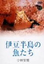 【中古】 大自然ライブラリー::伊豆半島の魚たち 小林安雅/(BGV),小林安雅(撮影、構成)