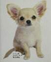 【中古】 チワワ犬「かっちゃん」の成長日記。/山崎寛