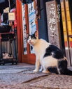 【中古】 岩合光昭のご当地ねこ 岩合光昭の世界ネコ歩き/岩合光昭(著者)