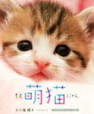 【中古】 萌猫 かわいい猫たっぷり集めました/五十嵐健太(著者)
