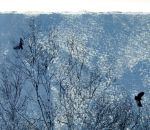 【中古】 シューベルト：ピアノ・ソナタ第18番・第21番、他／アンドラーシュ・シフ（forte　piano）