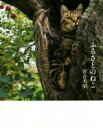 【中古】 写真集 ふるさとのねこ 津軽の四季、子ネコたちの物語。/岩合光昭(著者)