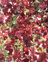 【中古】 FUTURE BLOOM(ISSUE 1)/ニコライ・バーグマン(著者)