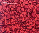 【中古】 Pumice/sara(.es)/美川俊治
