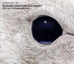 【中古】 森の創造物／sara（．es） ＆ tatsuya nakatani