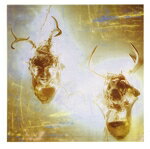 MinusStory販売会社/発売会社：Jagjaguwar発売年月日：2005/03/01JAN：0656605207520