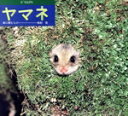 【中古】 ヤマネー森に棲むもの/西村豊(著者)
