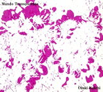  Mundo　Transparente／Ozaki　Koichi