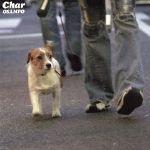 Char販売会社/発売会社：ユニバーサルミュージック(ユニバーサルミュージック)発売年月日：2006/05/03JAN：4988005428257奥田民生、山崎まさよしとの“三人の侍TOUR”を敢行し健在ぶりを示したCharが、愛犬タフィーとの散歩中に浮かんだ曲がシングル「OSAMPO」。リラックスした雰囲気でいかにもサンポといった感じ。「Cat　Food」では名ギタリストの顔をしっかりと見せている。