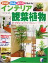 【中古】 インテリア観葉植物 置き場所・手入れ・殖やし方がわかる/平田幸彦(その他)