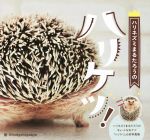 【中古】 写真集　ハリネズミまるたろうのハリケツ！／＠hedgehogdays(著者)