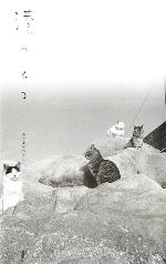 みとまかつとし(著者)販売会社/発売会社：新風舎発売年月日：2006/03/03JAN：9784797479683