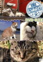 【中古】 にゃんたび DVD−BOX/(趣味/教養)