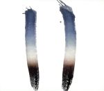 【中古】 NEWTOPIA／The　Skateboard　Kids