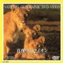 【中古】 ナショナル・ジオグラフィック 真夜中のライオン/(ドキュメンタリー)