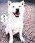 【中古】 しゃべる犬カイくんのひとりごと/吉村春海【撮影】 220円