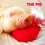 【中古】 THE PIG Life／Artlist Inc．【著】