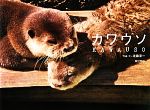 【中古】 カワウソ／佐藤淳一【写真・文】