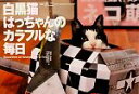 【中古】 白黒猫はっちゃんのカラフルな毎日/八二一【写真・文】